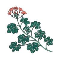 Charming Polyscias on Clean White Surface vector