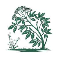 Elegant Polyscias on Bright White Canvas vector