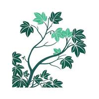 Beautiful Polyscias on Clean White Background vector