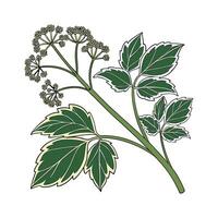 Vibrant Polyscias Displayed on Bright White vector