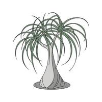 Distinctive Ponytail Palm Beaucarnea Recurvata Unique Design vector