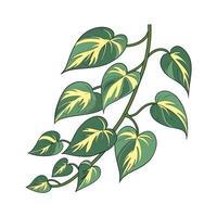 Charming Epipremnum Aureum on Bright White Canvas vector