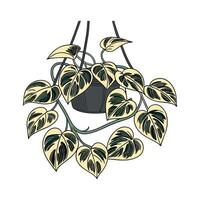 Elegant Pothos Epipremnum Aureum Plant Illustration vector