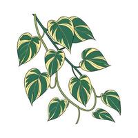 Gorgeous Epipremnum Aureum on Clean White Background vector
