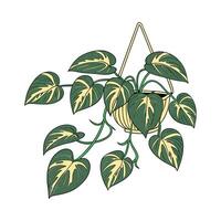 Elegant Pothos Epipremnum Aureum Unique Design vector
