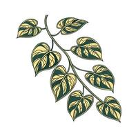 Charming Pothos Epipremnum Aureum Unique Design vector