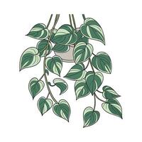 Elegant Jade Pothos on Bright White Canvas vector