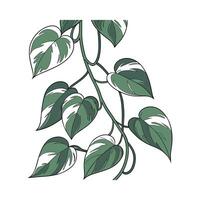 Stunning Jade Pothos on Clean White Background vector