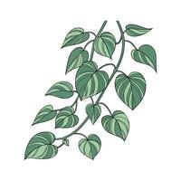 Vibrant Jade Pothos Displayed on Bright White vector