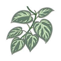 Elegant Neon Pothos on Clean White Surface vector