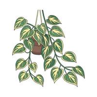 Charming Pothos on Clean White Surface vector