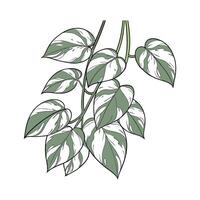 Stunning Snow Queen Pothos on Clean White Background vector
