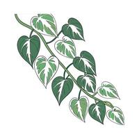Charming Pothos Pearls on Clean White Surface vector