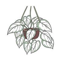 Elegant Snow Queen Pothos Displayed on Bright White vector