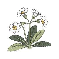 Vibrant Primula Displayed on Bright White vector