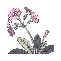 Stunning Primula on Clean White Background vector