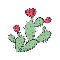 Beautiful Prickly Pear on Clean White Background vector