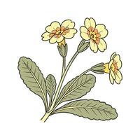Charming Primula on Clean White Surface vector