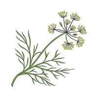 Charming Pseudorhipsalis Displayed on Bright White vector