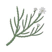 Stunning Pseudorhipsalis on Bright White Canvas vector