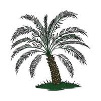 Charming Pygmy Date Palm on Bright White Canvas vector