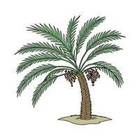 Vibrant Pygmy Date Palm Displayed on Bright White vector