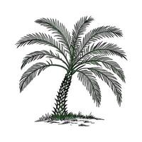Stunning Pygmy Date Palm on Clean White Background vector