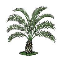 Elegant Pygmy Date Palm on Clean White Surface vector