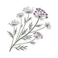 Beautiful Queen Annes Lace on Clean White Background vector
