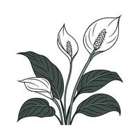 Beautiful Spathiphyllum on Clean White Background vector