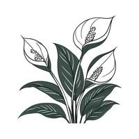 Charming Spathiphyllum Displayed on Bright White vector