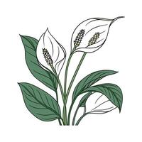 Elegant Spathiphyllum on Clean White Surface vector