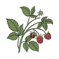 Charming Raspberry Plant on Bright White Canvas vector