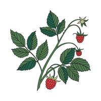 Elegant Raspberry Plant on Clean White Surface vector