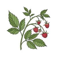 Stunning Raspberry Plant on Clean White Background vector