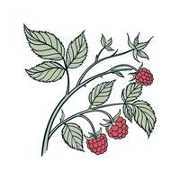 Vibrant Raspberry Plant Displayed on Bright White vector