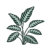 Charming Calathea Lancifolia on Bright White Canvas vector