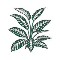 Elegant Calathea Lancifolia on Clean White Surface vector