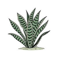 Stunning Calathea Lancifolia on Clean White Background vector