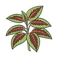 Charming Rattlesnake Plant Unique Design vector