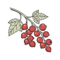 Stunning Red Currant on Clean White Background vector