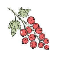 Vibrant Red Currant Displayed on Bright White vector