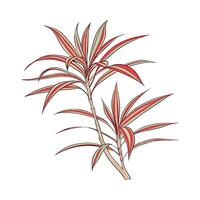 Elegant RedEdged Dracaena Marginata Display vector