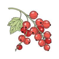 Charming Red Currant on Clean White Surface vector