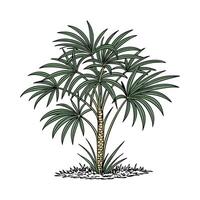 Vibrant Rhapis Palm Plant Display vector
