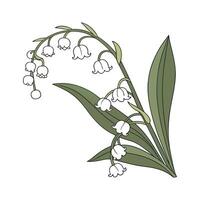 Charming Rhipsalis Baccifera Display vector