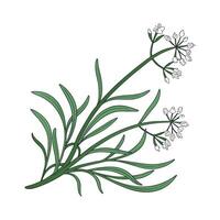 Distinctive Rhipsalis Plant Unique Design vector