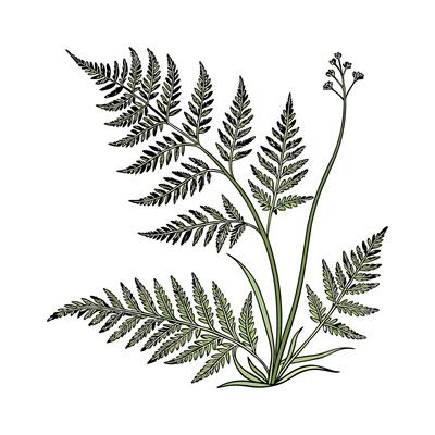 Elegant River Fern Plant Pteridaceae Display