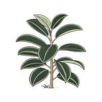 Stunning Rubber Plant Ficus Elastica Display vector