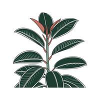 Charming Rubber Plant Ficus Elastica Illustration vector